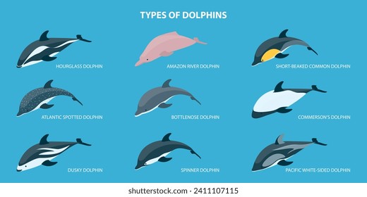 3D Isometric Flat Vector Set of Types Of Dolphins, Educational Classification