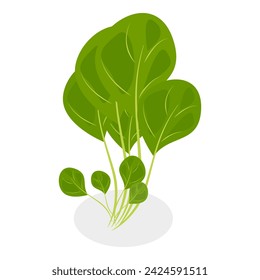 3D Isometric Flat Vector Set of Salad Greens, Leafy Vegetables. Item 1