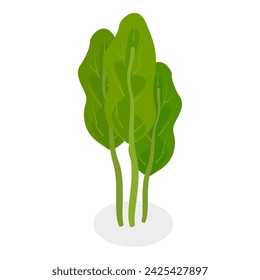 3D Isometric Flat Vector Set of Salad Greens, Leafy Vegetables. Item 3