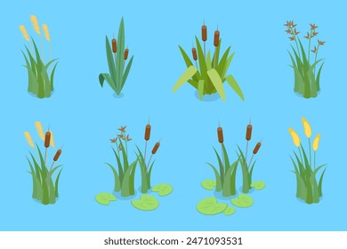 3D Isometric Flat Vector Set of Lake Aquatic Plants, Marsh Reed