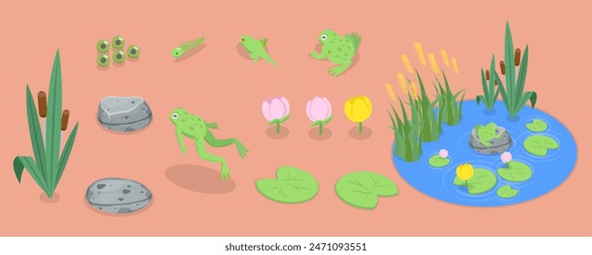 Conjunto de Vector plano isométrico 3D de ranas de dibujos animados, ciclo de vida del sapo