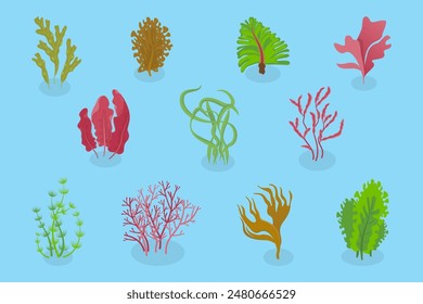 3D Isometric Flat Vector Set of Seaweeds, Marine Algae Collection. A set of various types of seaweed gathered from the ocean, perfect for showcasing the beauty of underwater flora.