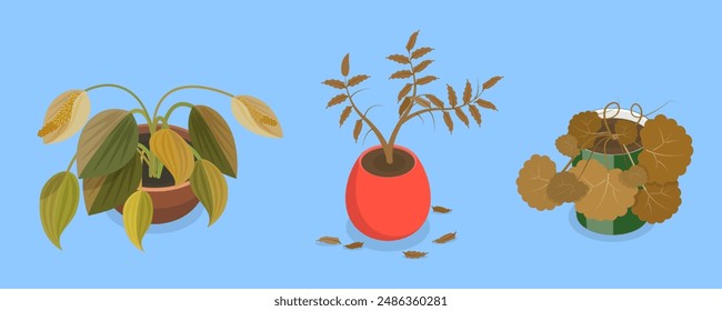 3D Isometric Flat Vector Set of Withered Houseplants In Pots, Fading Indoor Plants
