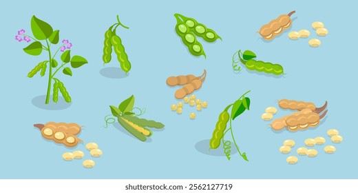 3D Isometric Flat Vector Set of Protein Food, Fresh Soybeans Straight From Nature