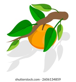 3D Isometric Flat Vector Set of Apricots and Elements, Farm Products. Item 3