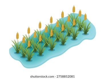 3D Isometric Rice Plant Paddy Field Agriculture Vector Illustration