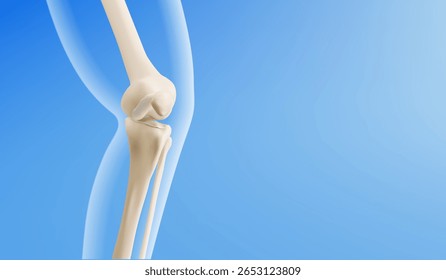 3d knee joint anatomy model - bone structure of femur, tibia and patella connection on blue background. Medical illustration of skeletal leg mechanism. Human body articulation visualization.