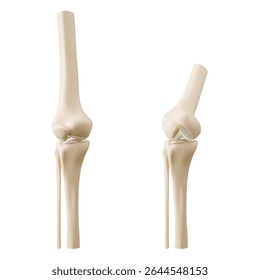 3D knee joint anatomy models showing straight and bent positions - anatomical femur connecting with tibia, ligament structure. Medical education visualization for orthopedic study, healthcare training