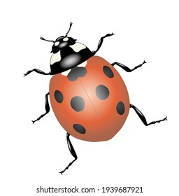 3D ladybug on a white background 