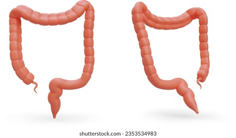 intestino grueso 3D, vista frontal y posterior. Órgano digestivo humano. Imagen aislada. Imagen realista con sombras. Ilustración vectorial para el diseño de aplicaciones médicas, sitios web, tutoriales