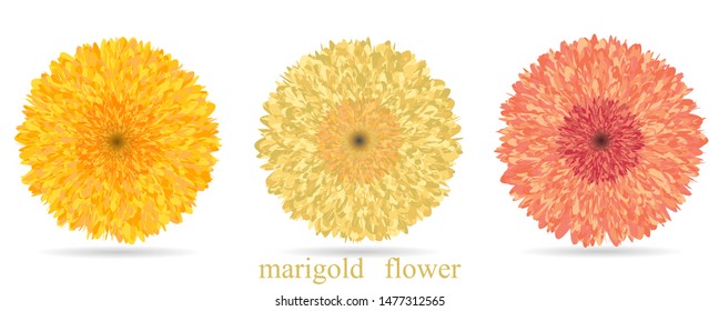 3d marigold flower, design element. Can be used for cards, invitations, banners, posters, print design. Golden flowers.Vector illustration.Eps10.