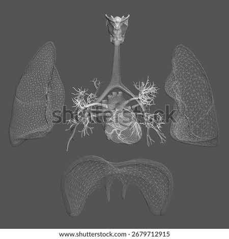 3D model of the human respiratory system with detailed lungs, bronchi, trachea, and diaphragm. The wireframe rendering provides a realistic anatomical view.