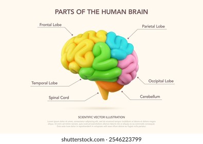 Cérebro multicolorido 3D com seções vibrantes que destacam áreas de função e atividade. Visual para conceitos educacionais, médicos e acadêmicos. Estilo infográfico minimalista moderno. Ilustração vetorial.