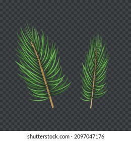 3D Pine tree branches isolated on transparent background Spruce branches. Christmas tree green fir Realistic Christmas tree branch design element Vector illustration for Christmas and new year designs