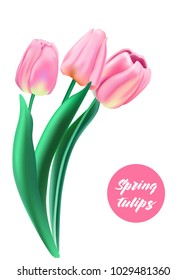 3D pink tulips on white background realistic illustration, vector