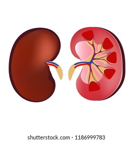 3D Realistic anatomy vector kidney, normal kidney. Anatomy human. Medicine concpet, vecotor illustration isolated on white background