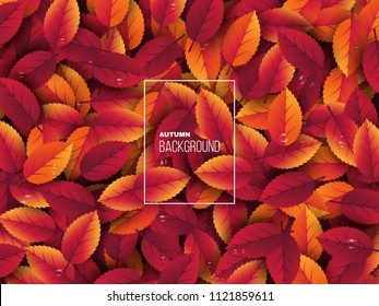 3d realistic autumn leaves with water drop. Autumnal background in red, orange and yellow colors. Design for web, print, wallpaper. Vector illustration.