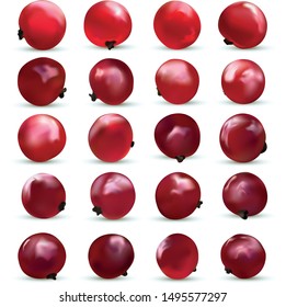 3D realistic berry isolated on white background. Red currant berry close up. Collection of single red summer berries. Vector illustration.
