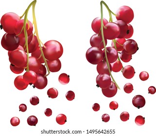 3D realistic berry isolated on white background. Red currant berry close up. Collection of single flying red summer berries. Vector illustration.