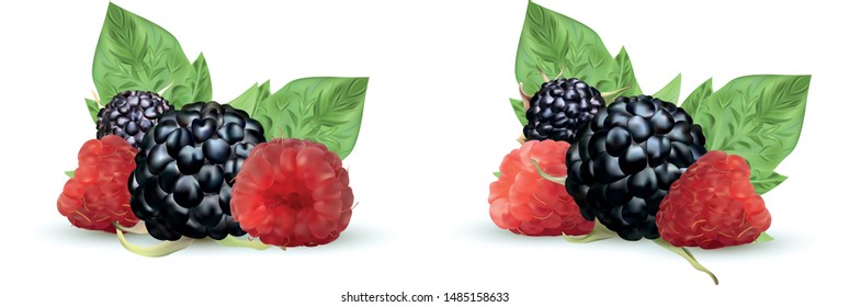 3D realistic Blackberry and raspberry isolated on white background. Set fresh, summer berry with green leaft. Black and red raspberry. Vector illustration.