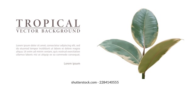 3d realistic branch tropical plant ficus with green leafs. Exotic summer foliage isolated on white background. Vector illustration for botanic, organic, nature, floral design. 