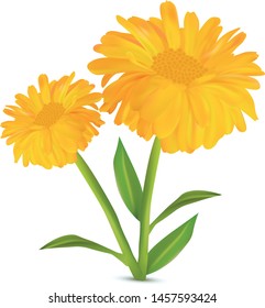 3d realistic calendula with green leaf on white background. Marigold flowers. Vector illustrator. Calendula close up.