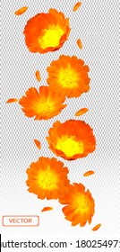 3d realistic calendula on transparent background. Flower marigold close up. Falling calendula flower from different angles. Medicine calendula. Vector illustration.