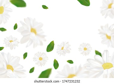 3D realistic chamomile with green leaf. White chamomile in motion. Beautiful flower background. Chamomile close up. Falling flower chamomile. Vector illustration