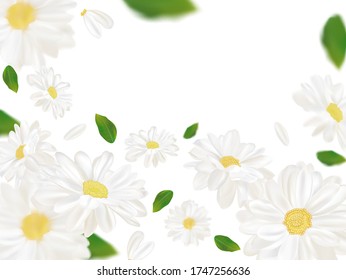 3D realistic chamomile with green leaf. White chamomile in motion. Beautiful flower background. Chamomile close up. Falling flower chamomile. Vector illustration