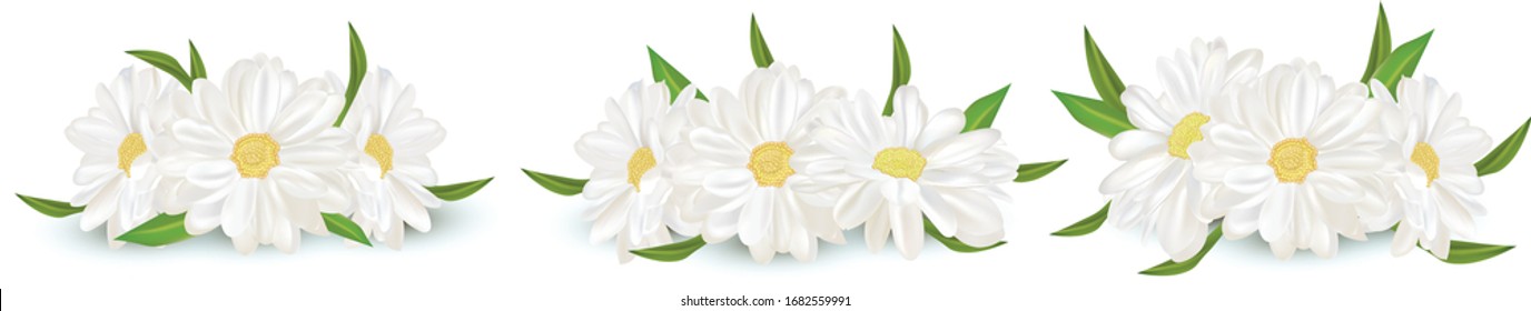 3D realistic chamomile isolated on white background. Delicate flower chamomile. Fresh bunch chamomile. Vector illustration.