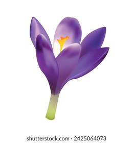 Flor de Crocus 3d realista. Planta de primavera. Herbario para Decoración. Ilustración vectorial de moda.