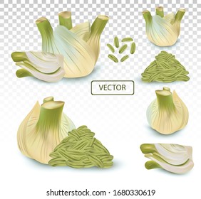3D realistic fennel with green leaf. Aromatic spices isolated on transparent background. Set vector illustration