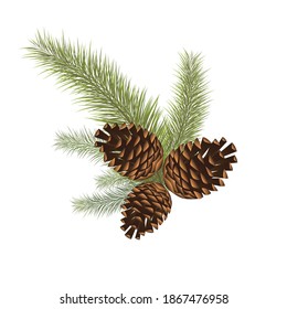 3D realistic .Festive vector background with green spruce and pine cones.
