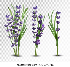 3D realistic flowers lavender with green leaf. Collection bouquet lavender. Fragrant lavender on transparent background. Bunch beautiful lavender closeup. Vector illustration.