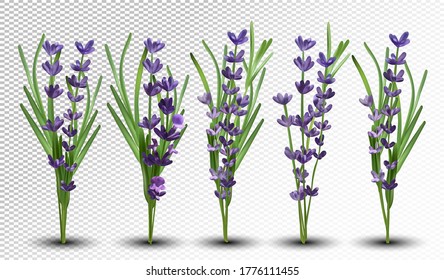 3D realistic fragrant bunch lavender. Bunch beautiful lavender on transparent background. Tender violet lavender. Big collection flower lavender with green leaf. Vector illustration. 