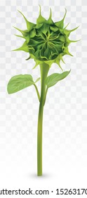 3D realistic Green Bud Sunflower on transperent background. Summer bud Sunflower. Nature. Vector illustration