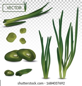 3d realistic green onion isolated on transparent background. Fresh green onion close up. Top view. Organic. Vector illustration.