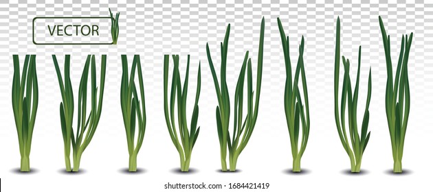 3d realistic green onion isolated on transparent background. Fresh green onion close up. Collection green onion. Top view. Organic. Vector illustration