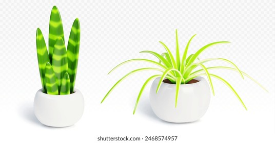 3d realistic house plant in pot vector illustration. Indoor garden succulent flora isolated plastic object set. Green leaf growth for simple home or office interior decoration. Cute foliage gardening