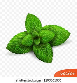 3d realistic isolated vector sprout of fresh mint leaves with drops of dew