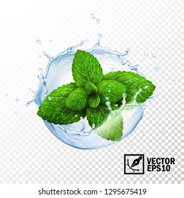 3d realistic isolated vector sprout of fresh mint leaves in a splash of water with drops