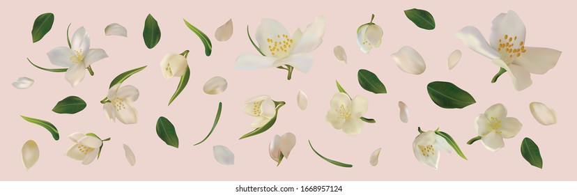 3D realistic jasmine with green leaf. White jasmine flower in motion. Beautiful jasmine closeup. Vector illustration.