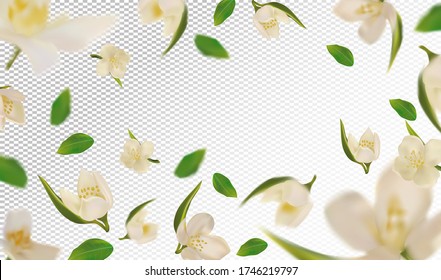 3D realistic jasmine with green leaf. White jasmine flower in motion. Beautiful jasmine background. Falling flower jasmine. Vector illustration. Vector illustration.