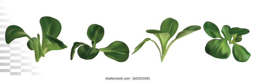 3D realistic lamb s lettuce on white background. Fresh green salad. Concept food. Salad for your menu. Vector illustration.