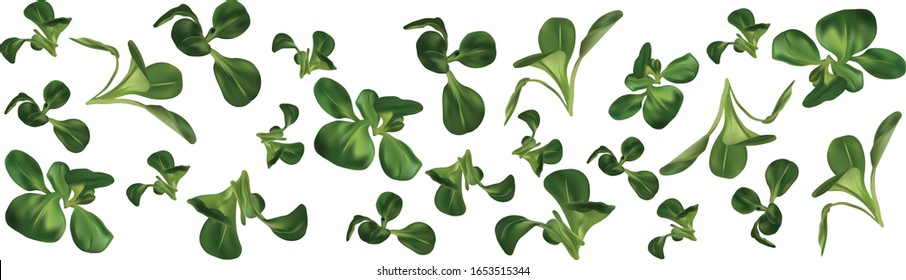3D realistic lamb s lettuce on white background. Fresh green salad. Concept food. Salad for your menu. Vector illustration.