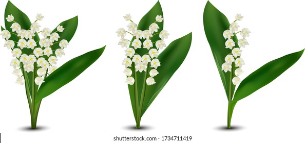 3d realistic Lilly of the valley flowers. Fragrant lily of the valley on white background. Bunch flower. Set vector illustration