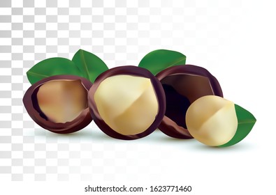 3D realistic macadamia nut isolated on transparent background. Shelled Macadamia nuts with green leaf. Vector illustration