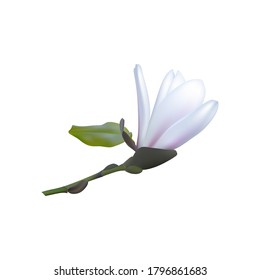 3d realistic magnolia white flowers. Vector illustration