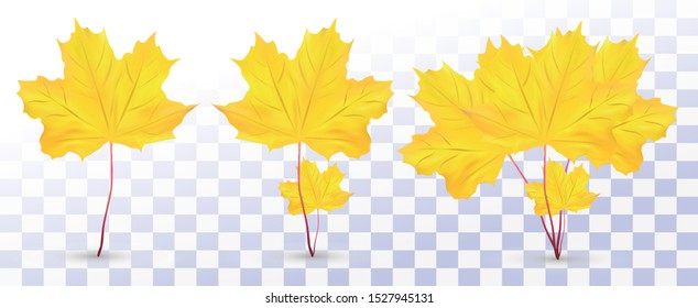 3D realistic maple leaf. Composition yellow maple leaf. Collection leaf. Autumn leafs. Maple leaf close up. Vector illustration