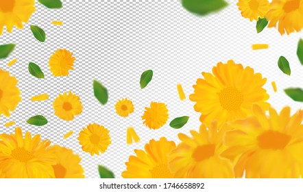 3D realistic marigold with green leaf. Yellow calendula flower in motion. Beautiful marigold background. Calendula close up. Falling flower calendula.Vector illustration